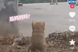 小奶狗被抱养一个月，狗妈妈突然出现四目相对，小狗撒腿飞奔瞬间破防图片