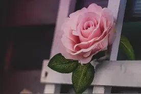 灵魂伴侣：相处舒服，无言也暖（美文）图片