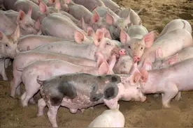 最近养猪人常见的问题，这些经验大家要知道图片