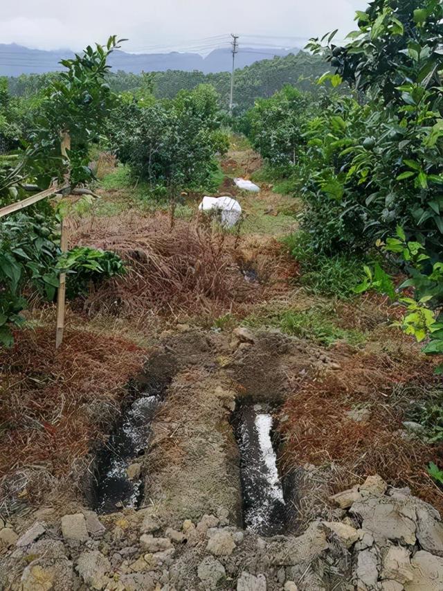 柑橘施肥不到位，今年产量高不了！专家强调的5个细节，太关键