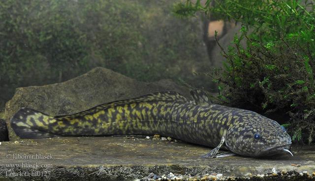 榛戦緳姹熼奔绫讳箣鈥滀笁鍗佷簩鏉傞奔鈥濆浘璋? onerror=