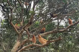 广西生态果园走地鸡，会谈恋爱的土鸡，而且还是会游泳的鸡图片