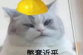 沙雕表情包，给小熊都整得无语了图片