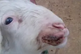 羊口疮的症状及治疗方法，羊口疮的快速治疗方法，一文帮你解决！图片