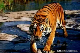 19年前，被送到南非放养的2只华南虎，它们后来怎么样了？图片