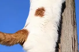 猫咪喜欢站在高处，原因是站得高，看得远？图片