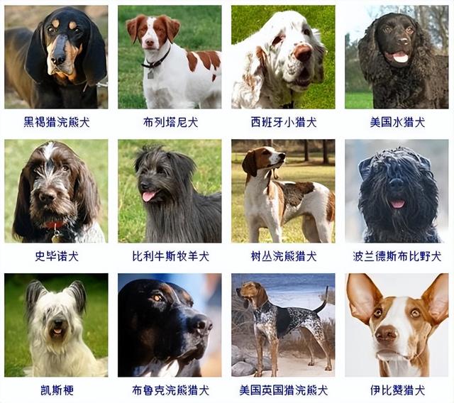 狗狗品种大全(带图片)，各位铲屎君快来对比收藏一下!