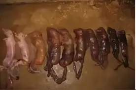 3月份来了，母猪乙脑做了吗？图片