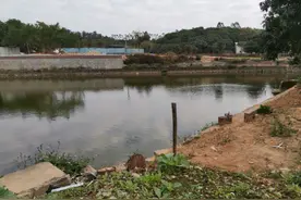 "惊天损失！小伙鱼塘被巨型鳄龟袭击，兄弟们紧急行动清塘！"图片