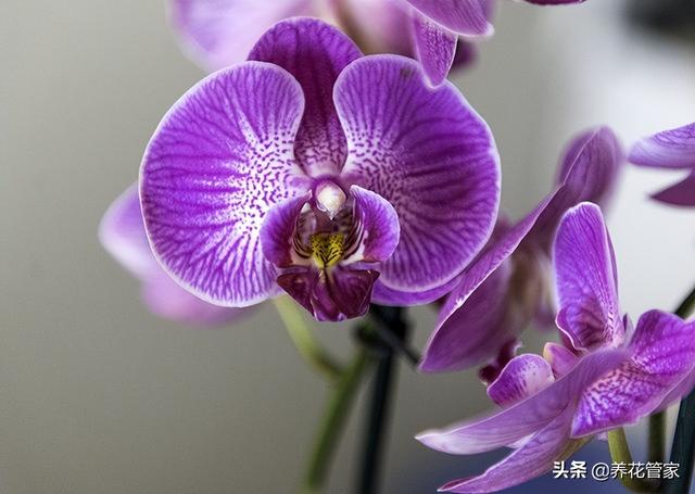 十种常见的兰花花语，你喜欢哪一种？
