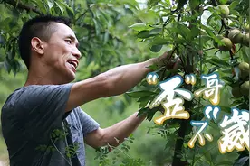 百姓故事丨“歪”哥不“崴”！身残志坚，他把巫山脆李销往全国图片