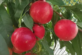 中油20号：一个中熟、优质、留树3周、采后不变软的白肉油桃品种图片