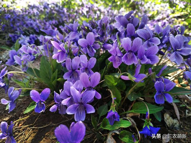 根像“钉子”，叶片像“犁头”，常被当盆栽，它的价值你知道吗？