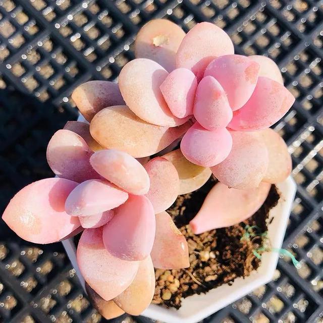 满满的少女心,最美53款粉色系多肉