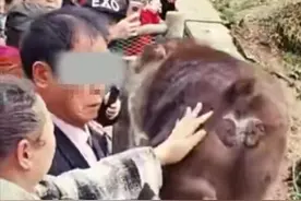 大妈摸猴子屁股致旁边大爷被咬伤引热议，网友：大爷扛下所有！律师：大妈应承担赔偿责任图片