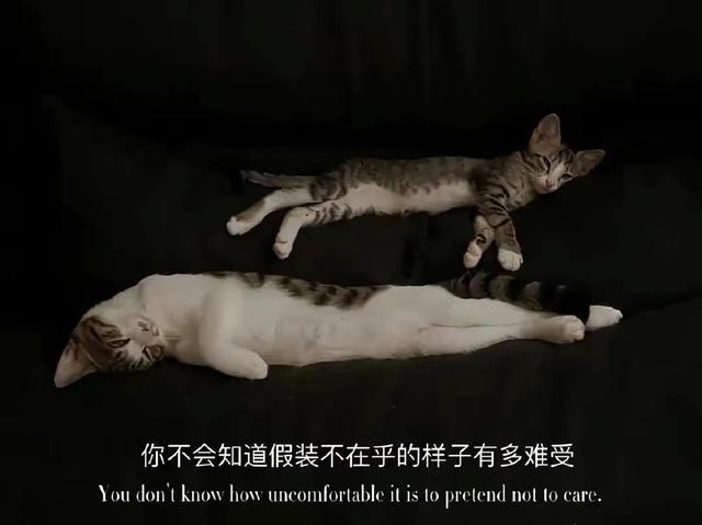 朋友圈情感文案图｜爱而不得，苦中作乐