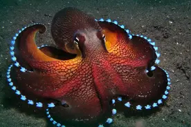 好奇怪！但好喜欢！章鱼竟有“三心二意”——三颗心脏，两种意识图片