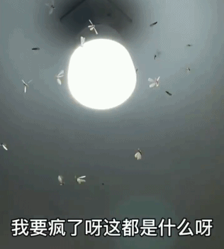 下雨前好多虫子怎么办