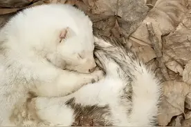 成都发现一只“有灵性”的雪貂，受伤后向人类求助，它有多罕见？图片