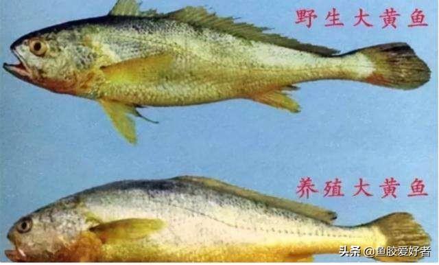 小金龙鱼胶多少钱一斤 小金龙鱼胶价格是多少钱一斤