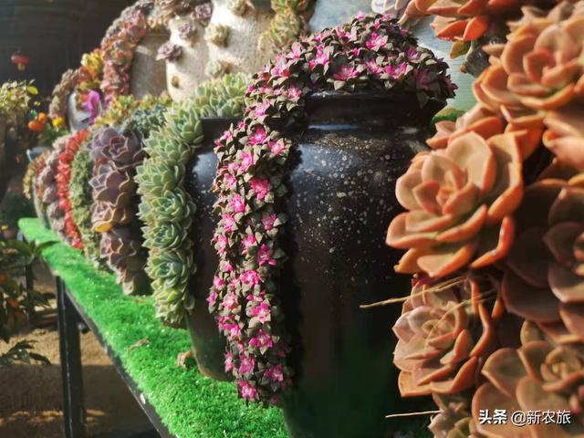 零差评！当氨基酸益生菌草莓碰上年宵花，这个春节既喜庆又甜蜜