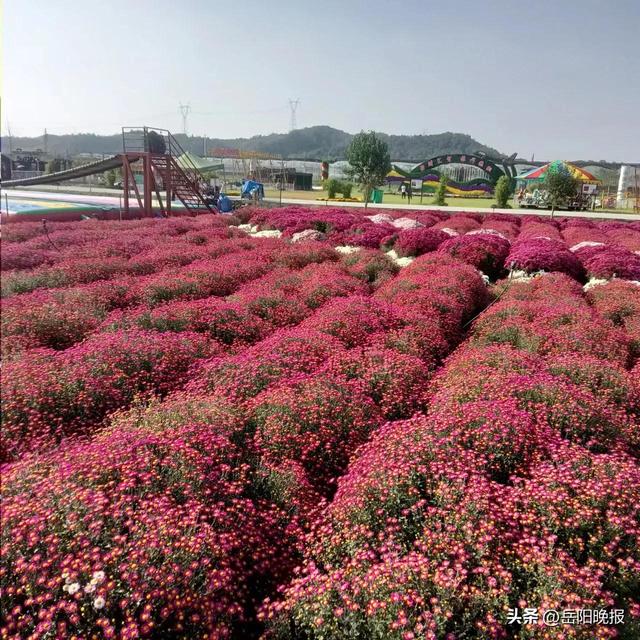 赏菊正当时！临湘市第六届菊花博览园正式开园