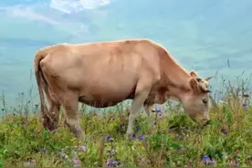 牛胀气最快的治疗方法在此，请您收好图片