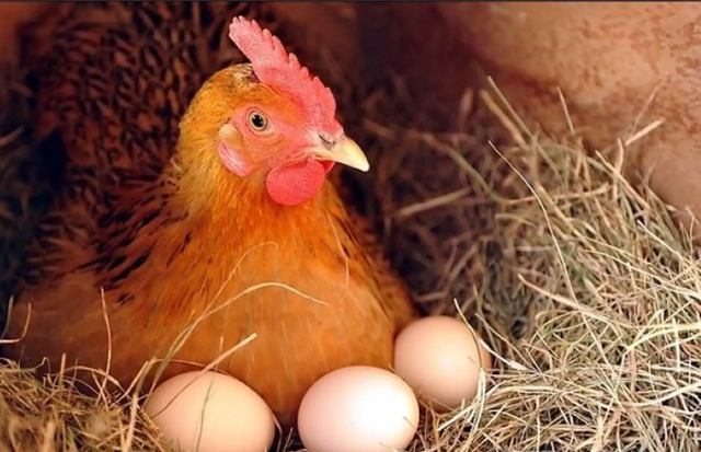 平衡营养很重要，提升产蛋有妙招