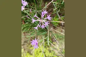 俗语“菜不摆三，筷不成五，席不成六”筷不成五是什么意思？图片