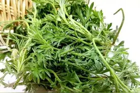 老家记忆（13）：正月里的茵陈蒿图片