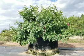 细谈月季全年的修剪图片