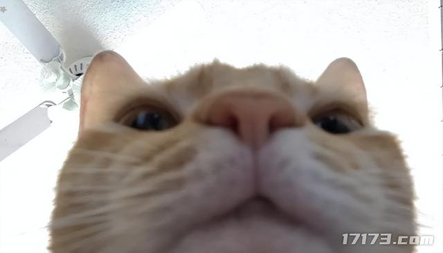 太癫了！千万玩家集体「指猫为鼠」，还成了腾讯王牌游戏的新宠儿