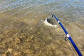 吃了岸边游的“傻鱼”，真的会影响智商吗？图片