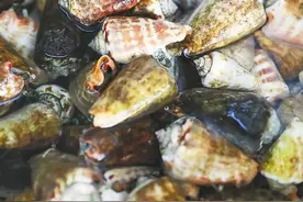 椰子螺、鹦鹉螺、​万宝螺……这些与众不同的螺你认识吗？图片