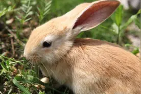 兔子为什么叫兔子-有关兔子的来历传说图片