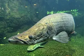 菜刀砍不动，食人鱼是其点心，因爱“凑热闹”被人类吃到濒危灭绝图片