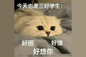 可爱猫咪情侣聊天表情包：今天也是三好学生，好困，好饿，好想你图片