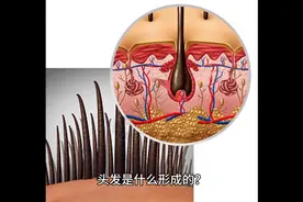 【健康】头发是什么形成的？图片
