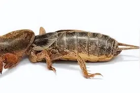 虫形挖掘机——蝼蛄图片