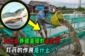 高密度培育的水产品到底能不能吃？养虾池里漂着的白沫，是什么？图片