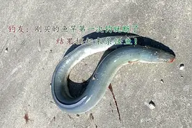 男子钓到罕见江鳗，结果没吃完就扔了？男子：本来有人出高价买图片