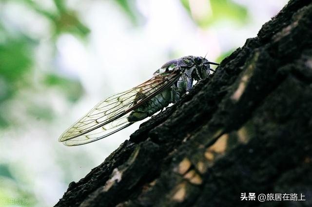 知了在声声叫着夏天，我们来蝉中说蝉，聊聊关于蝉的冷知识