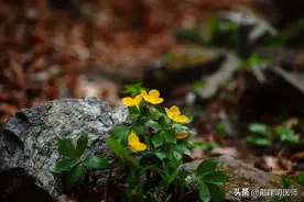 这些东西预防新冠病毒感染没啥用，家里可以不买图片