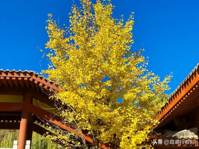 保定赏秋第一弹——徐水兜率寺红叶已至，顺便吃了第一次斋饭原创