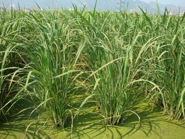 有关菰,菰米,茭白的一些知识,可以了解一下