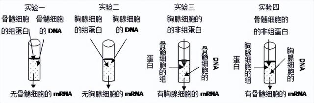 高中生物-基因的本质与表达