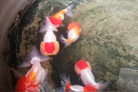 我这辈子都忘不了的一位养金鱼大爷图片