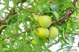 乡村振兴 有“李”真甜——镇宁自治县蜂糖李产业高质量发展调查图片