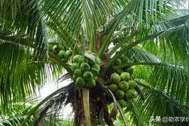 椰子树是怎么种植出来的？种植几年可以结果呢？看完涨知识图片