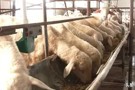 【奋进乡村振兴新征程】北安：湖羊变身“致富羊” 乡村振兴“喜羊羊”图片